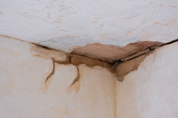 Best Mold removal after water damage  in Obion, TN
