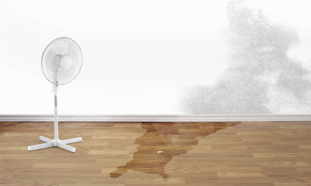 Best Residential water damage restoration  in Obion, TN