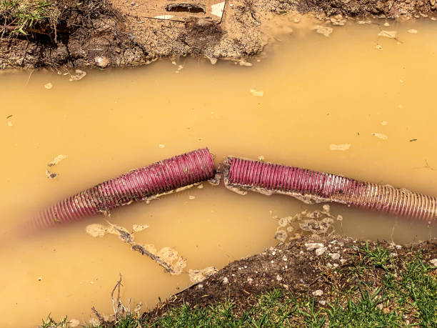Best Basement water damage restoration  in Obion, TN