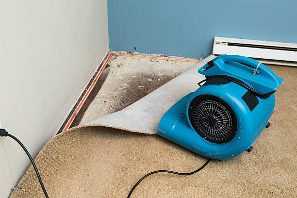 Best Water damage restoration insurance claims  in Obion, TN
